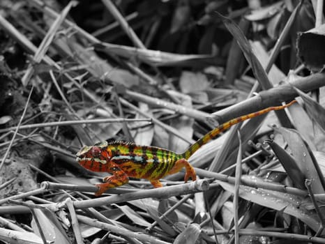 Indecisive chameleon (hmm red,green,yellow or mix?)   Colorkey
