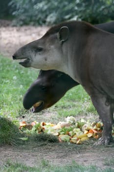 Tapirs in an animal park