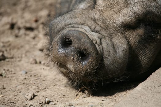 Dozing hanging pig