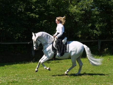 Gallop on a Spaniard