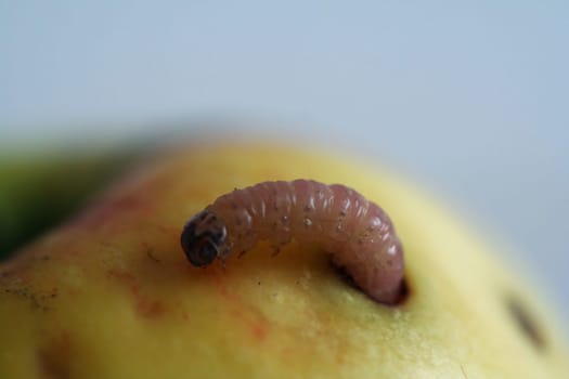 There's the worm in there