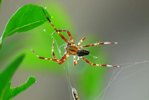 Cross spider 05