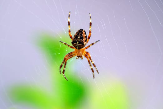 Cross Spider 04
