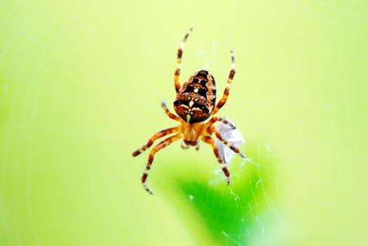 Cross spider 01