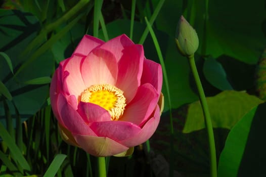 Lotus flower Nelumbo nucifera