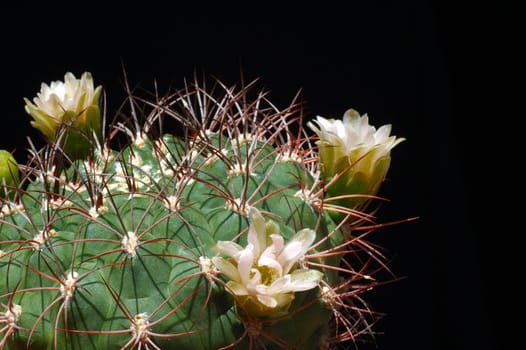Flowering Gymnocalicium saglione