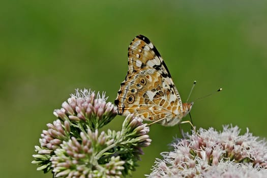 Thistle butterflies on water dost