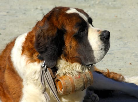 St. Bernard mountain rescue dog with rum barrel