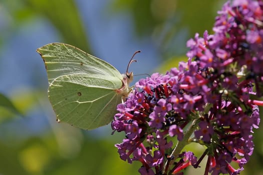 Gonepteryx rhamni,lemon butterfly (female) on summer lilac