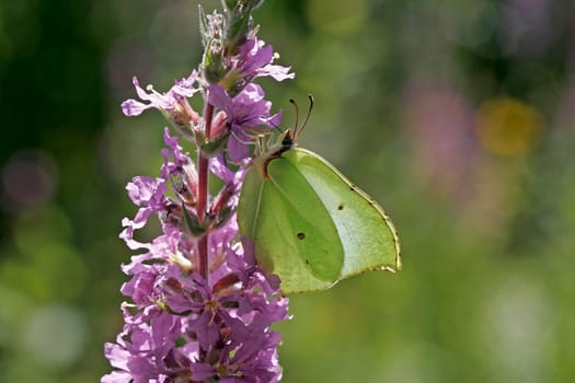 Lemon butterfly (female)