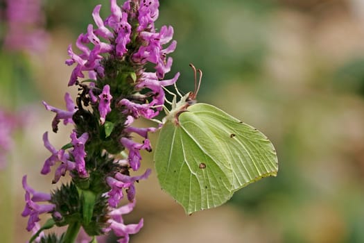 Gonepteryx rhamni,Lemon Butterfly (male) on True Ziest