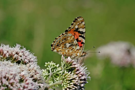 Thistle butterfly sucks on water dost