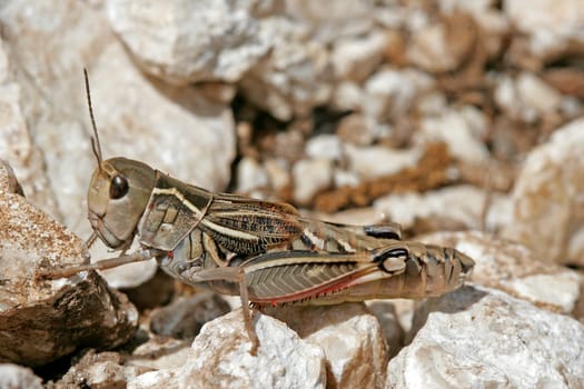 Arcyptera fusca,Greater Mute Grasshopper