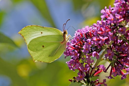Gonepteryx rhamni,lemon butterfly (female) on summer lilac