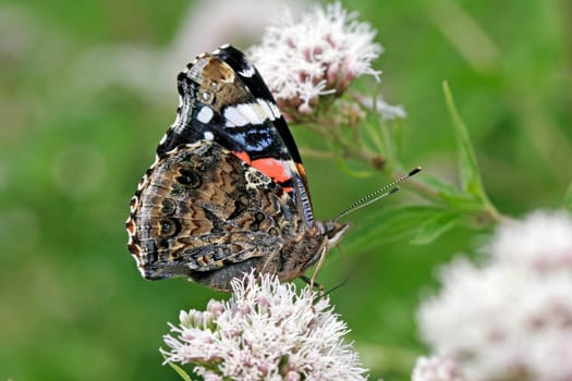 Vanessa atalanta,Admiral