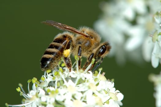 Bee pollinating a flower