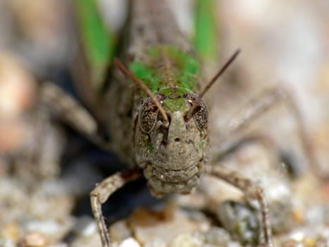 Oedalus decorus,Grasshopper