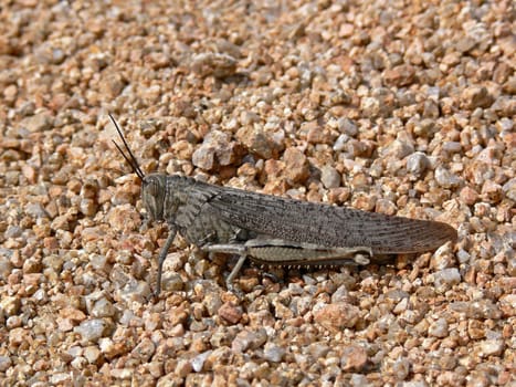 Anacridium aegypticum,Egyptian migratory locust