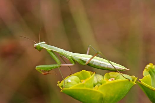 Mantis religiosa,praying mantis