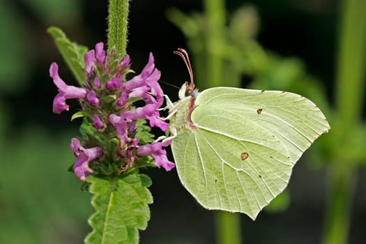 Male Lemon Butterfly on True Ziest