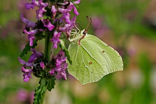 Male Lemon Butterfly on Stachys officinalis,True Civet