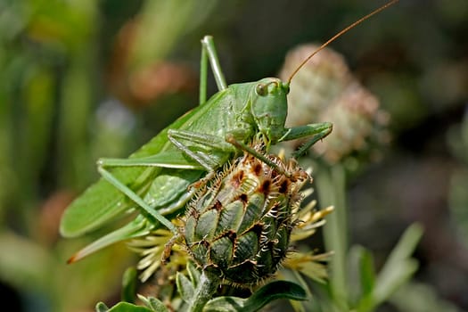Tettigonia viridissima,Great Green Hayhorse