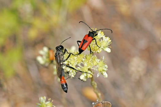 Ammophila sabulosa,sand wasp with Leptura cordigera,longhorn beetle visiting flowers