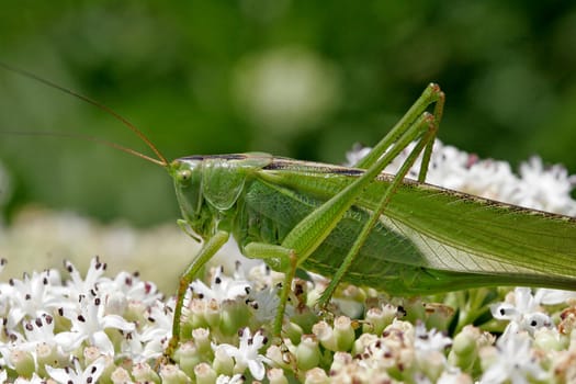 Tettigonia viridissima,Great Green Hayhorse