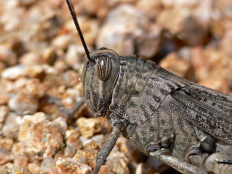 Anacridium aegypticum,Egyptian migratory locust