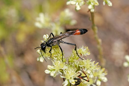 Ammophila sabulosa,sand wasp