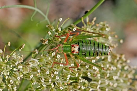 Barbitistes serricauda,Hardwood sabre grasshopper