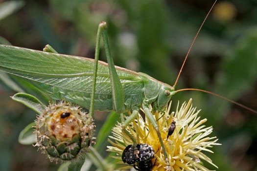 Tettigonia viridissima,Great Green Hayhorse