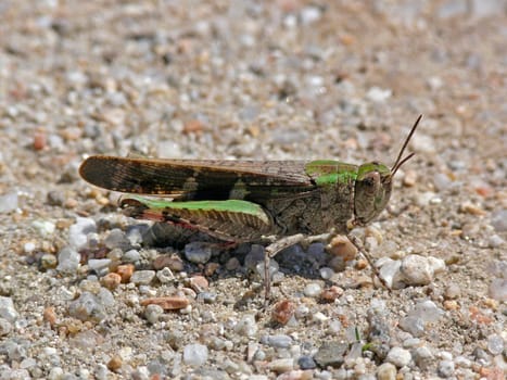 Oedalus decorus,Grasshopper