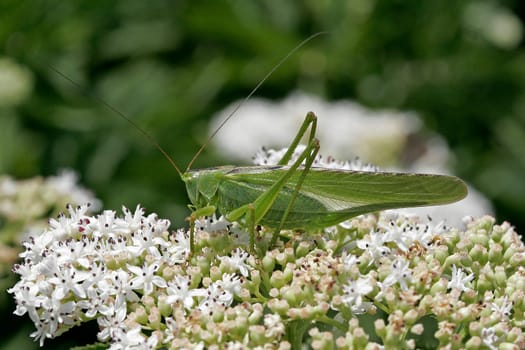 Tettigonia viridissima,Great Green Hayhorse