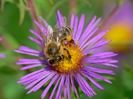 Apis mellifica, Honigbiene auf Aster novae-angliae, Rauhblattaster