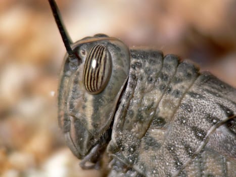 Anacridium aegypticum,Egyptian migratory locust