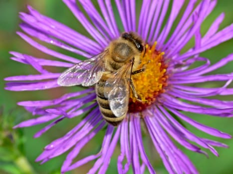 Apis mellifica, Honigbiene, Aster novae-angliae, Rauhblattaster