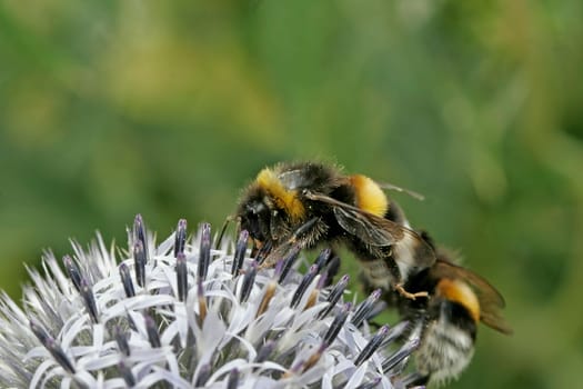 Bombus terrestris,bumblebee