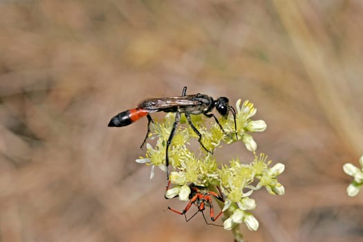 Ammophila sabulosa,sand wasp