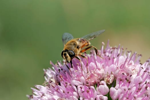 Hoverfly on Allium nutans,nodding leek