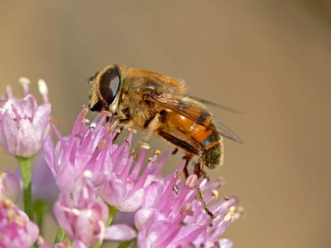 Eristalis tenax,dung bee,hoverfly