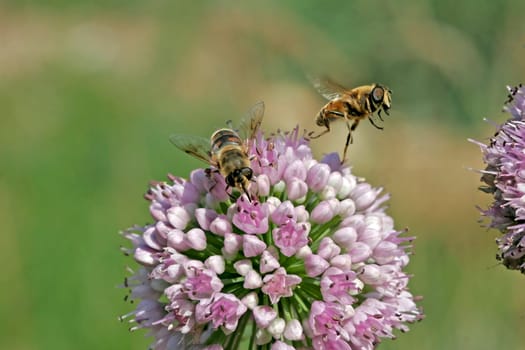 Eristalis tenax,dung bee,hoverfly species on Allium nutans,nodding leek