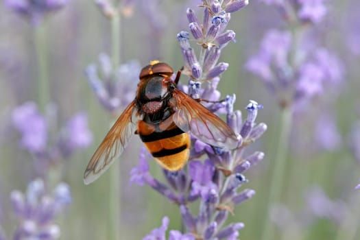 Volucella ianis,hoverfly