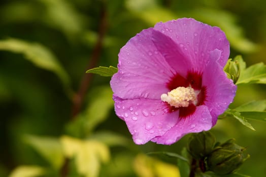 Shrub marshmallow