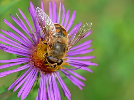 Hoverfly on Aster novae-angliae