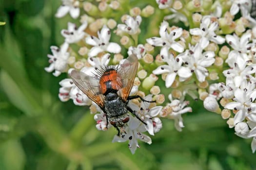 Tachina fera,caterpillar fly,Echinomyia fera,hedgehog fly
