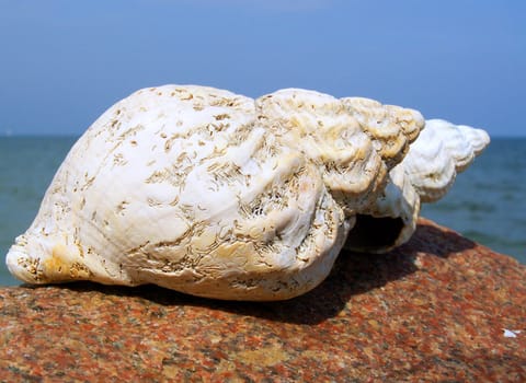 Snail clams