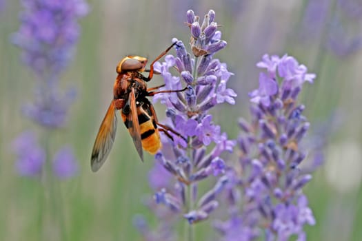 Volucella ianis,hoverfly