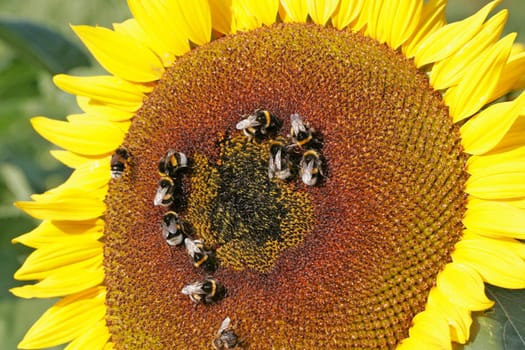 Bumblebees on sunflower