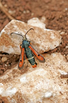 Red glasswing